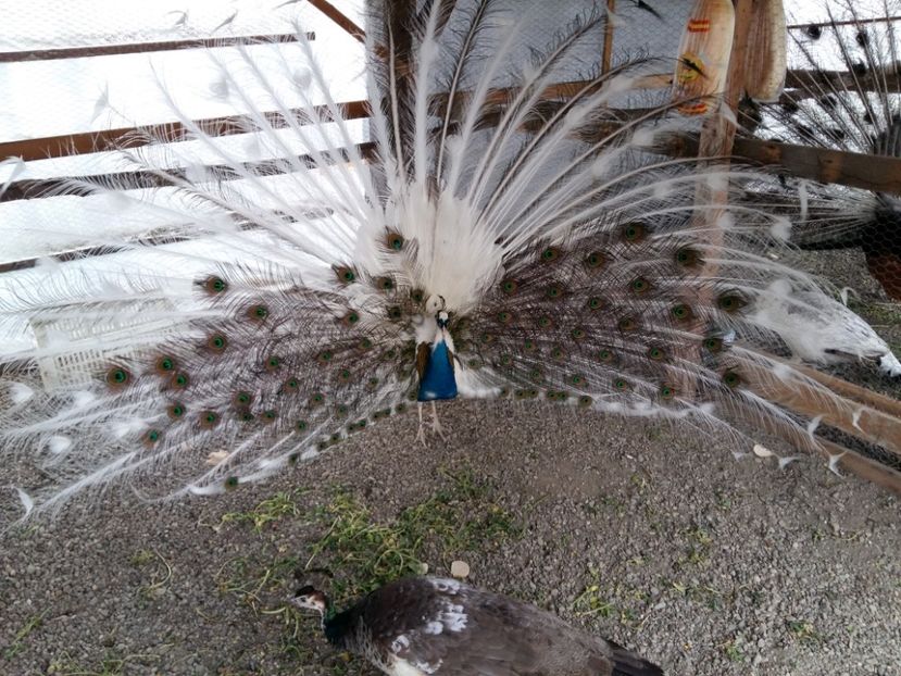  - Pauni arlechin 2018