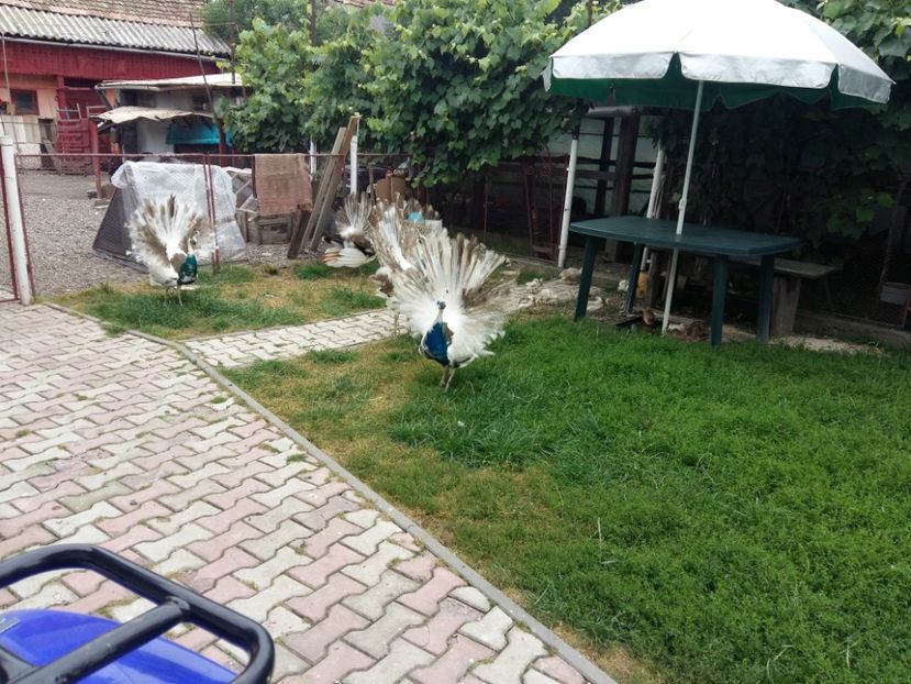  - Pauni mei 2018