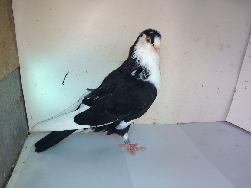 7158  mascul  2018_3 - tineret 2018