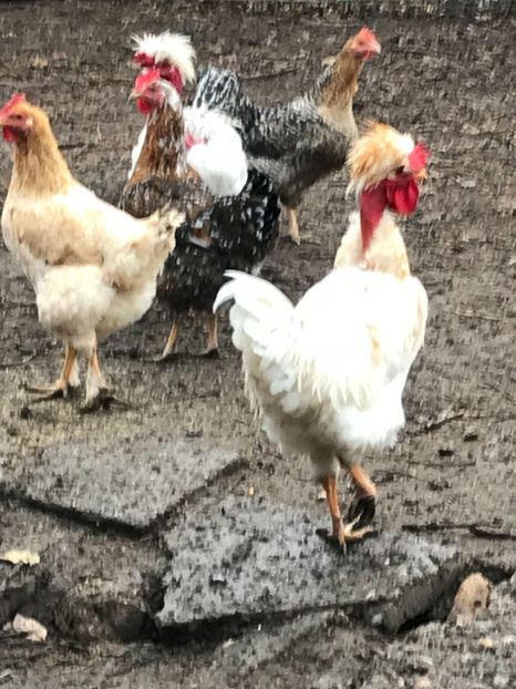 F8FDE03E-E765-459F-873F-D38FCA472659 - Puisori 2018