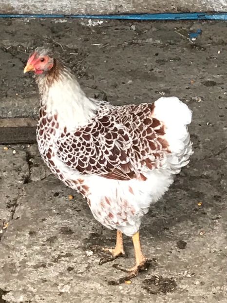 237E97DA-74F3-410A-8647-05A736CC0682 - Puisori 2018