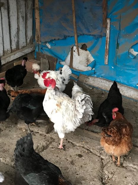 20C16000-03D5-43B2-A1FA-B9135EC78636 - Puisori 2018