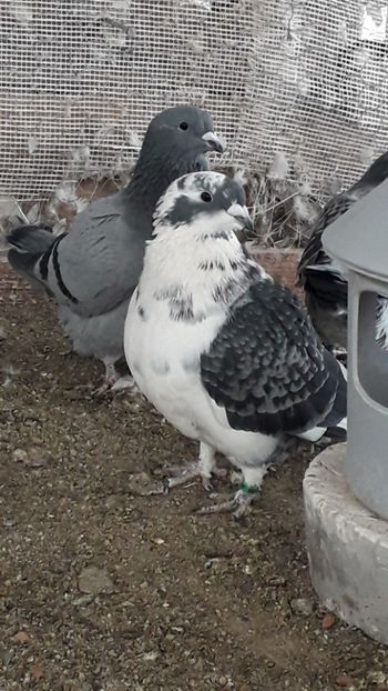  - Standard romanesc vechi si foarte usori
