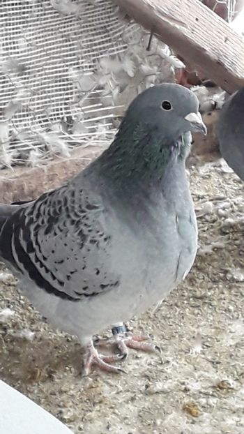  - Standard romanesc vechi si foarte usori