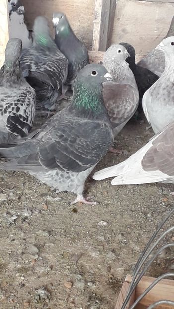  - Standard romanesc vechi si foarte usori
