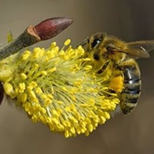 Floare - SALCIA CAPREASCA