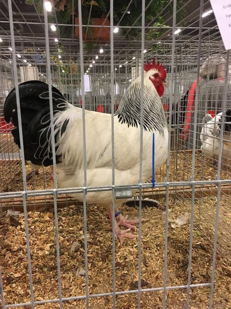 Cocoșul Sussex Campion European Herning - EXPOZIȚIA EUROPEANĂ - HERNING 2018