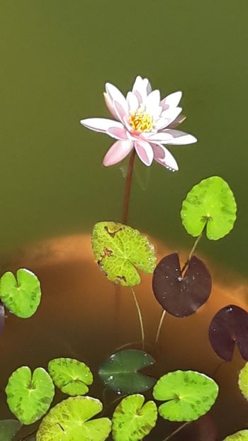  - Mini-iaz sau pur si simplu balta noastra