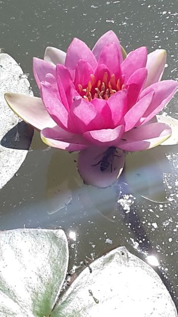  - Mini-iaz sau pur si simplu balta noastra