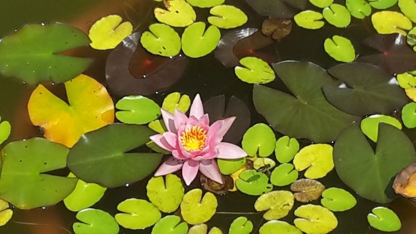  - Mini-iaz sau pur si simplu balta noastra