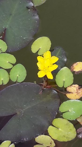  - Mini-iaz sau pur si simplu balta noastra