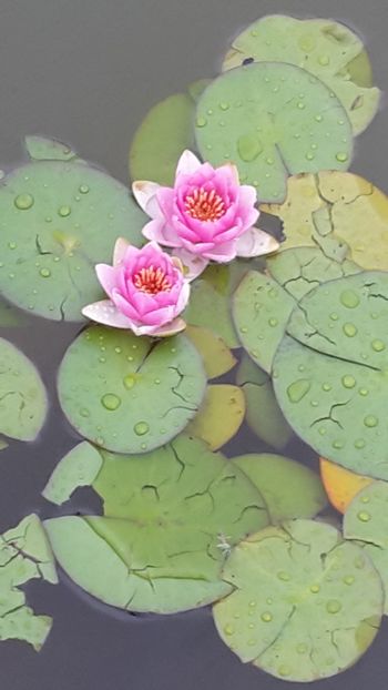  - Mini-iaz sau pur si simplu balta noastra