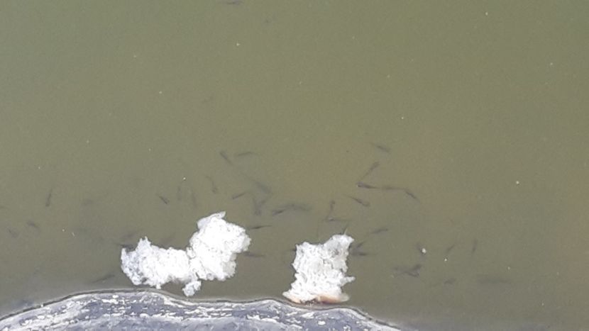  - Mini-iaz sau pur si simplu balta noastra