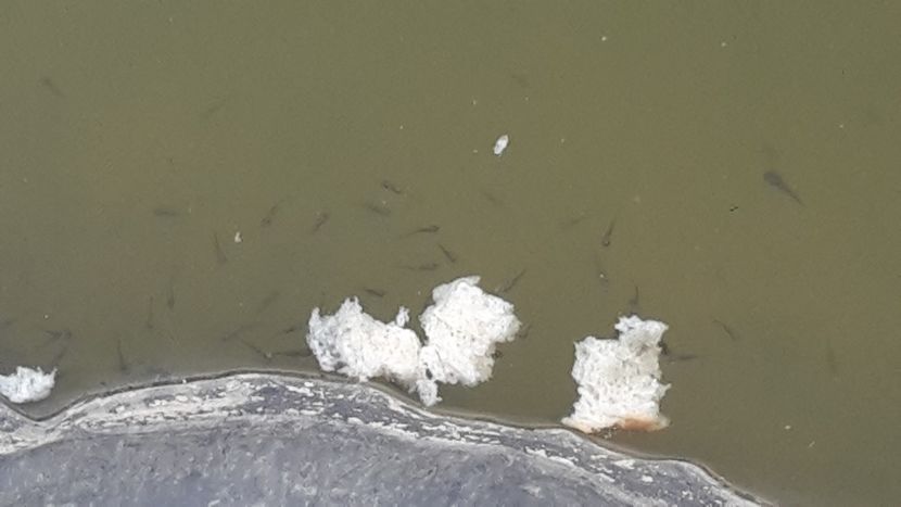  - Mini-iaz sau pur si simplu balta noastra