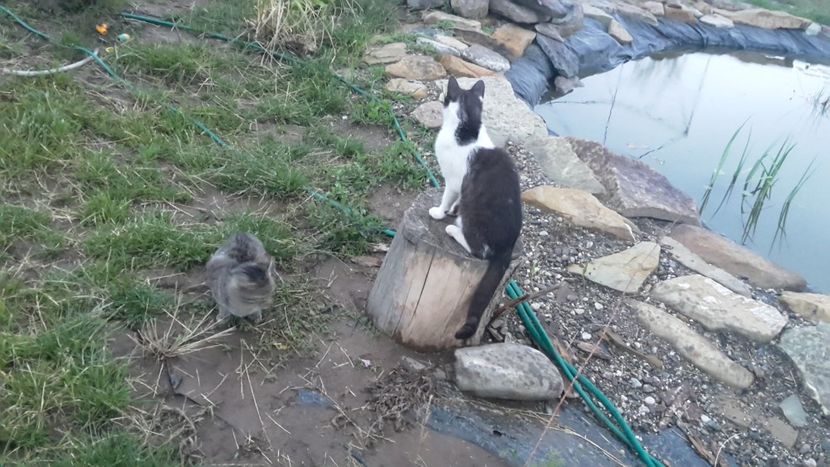  - Mini-iaz sau pur si simplu balta noastra