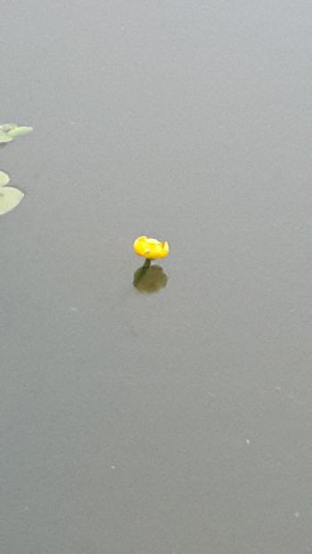  - Mini-iaz sau pur si simplu balta noastra