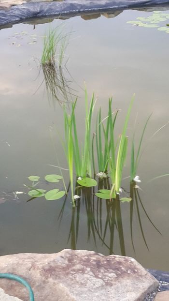  - Mini-iaz sau pur si simplu balta noastra