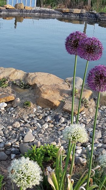  - Mini-iaz sau pur si simplu balta noastra