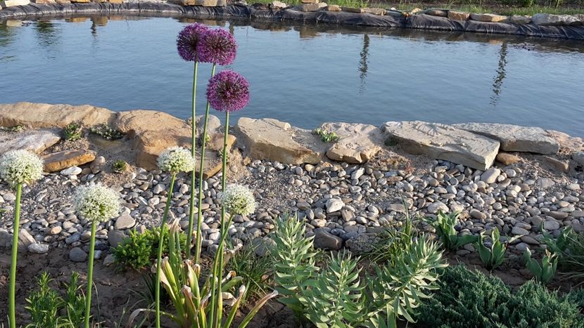  - Mini-iaz sau pur si simplu balta noastra