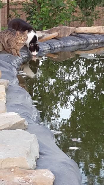  - Mini-iaz sau pur si simplu balta noastra