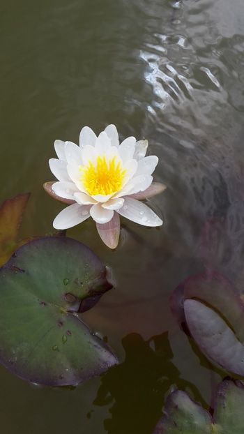  - Mini-iaz sau pur si simplu balta noastra