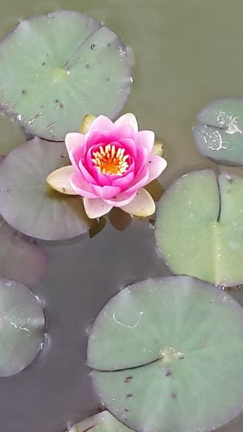  - Mini-iaz sau pur si simplu balta noastra