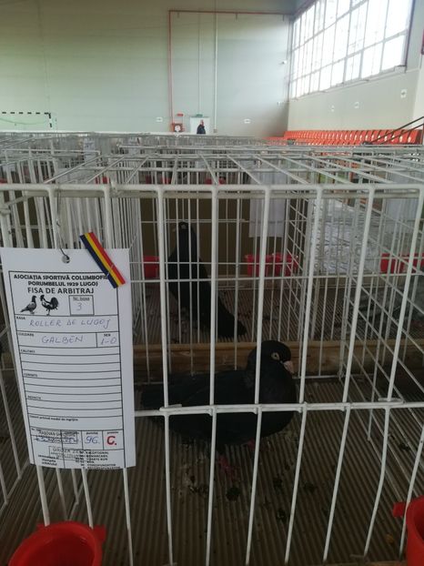  - Expozitie Asociatia Porumbelul 1929 Lugoj noiembrie 2018