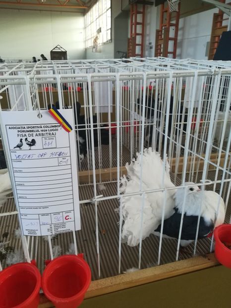  - Expozitie Asociatia Porumbelul 1929 Lugoj noiembrie 2018