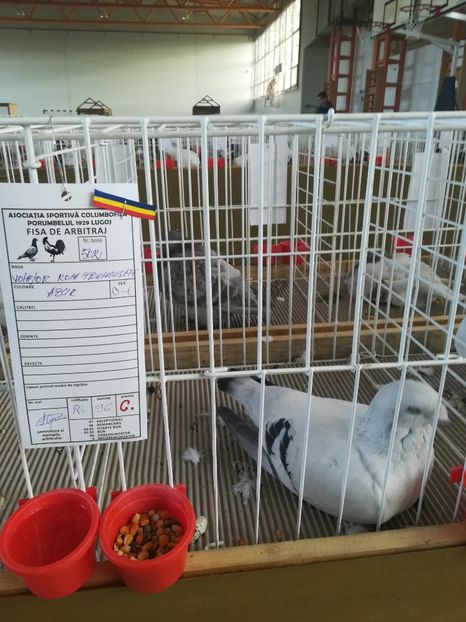  - Expozitie Asociatia Porumbelul 1929 Lugoj noiembrie 2018