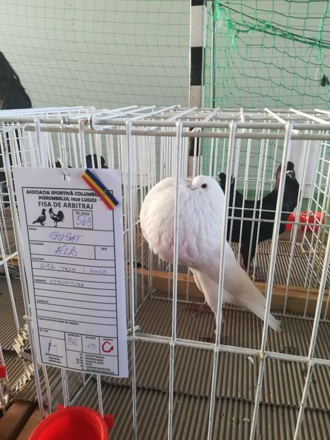  - Expozitie Asociatia Porumbelul 1929 Lugoj noiembrie 2018