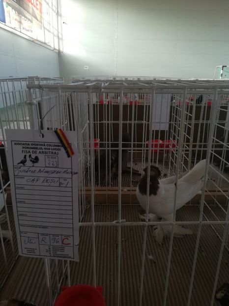  - Expozitie Asociatia Porumbelul 1929 Lugoj noiembrie 2018