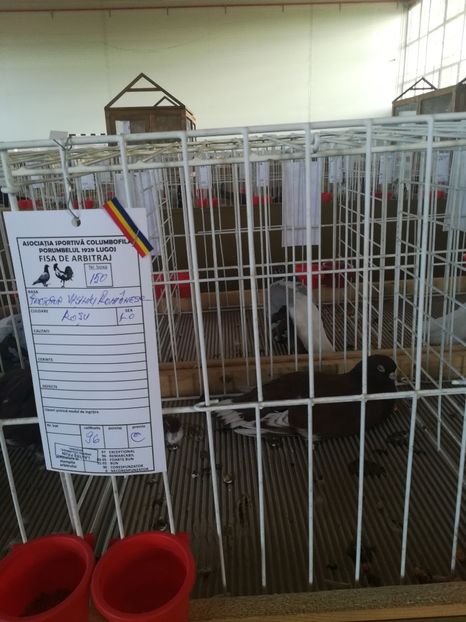  - Expozitie Asociatia Porumbelul 1929 Lugoj noiembrie 2018