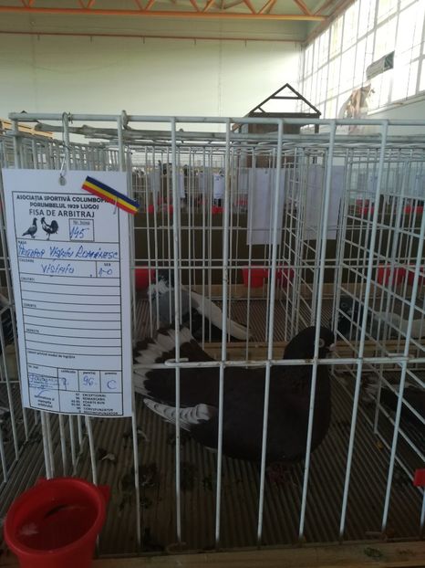  - Expozitie Asociatia Porumbelul 1929 Lugoj noiembrie 2018