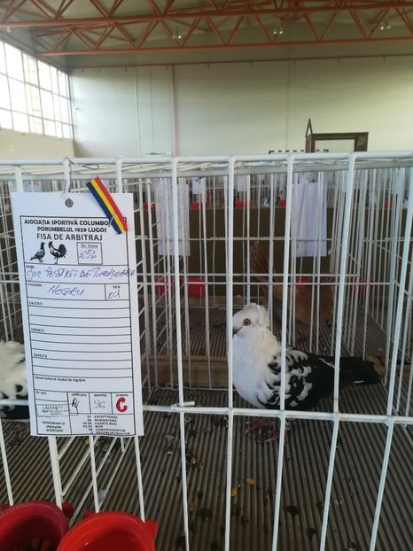  - Expozitie Asociatia Porumbelul 1929 Lugoj noiembrie 2018