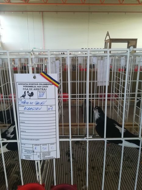  - Expozitie Asociatia Porumbelul 1929 Lugoj noiembrie 2018