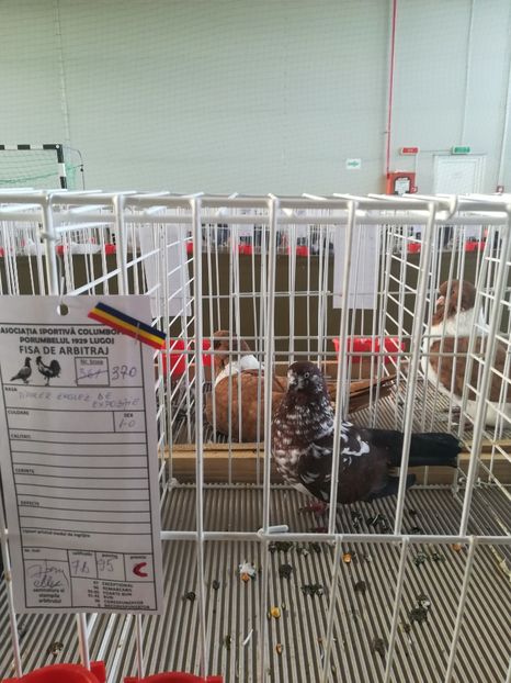  - Expozitie Asociatia Porumbelul 1929 Lugoj noiembrie 2018