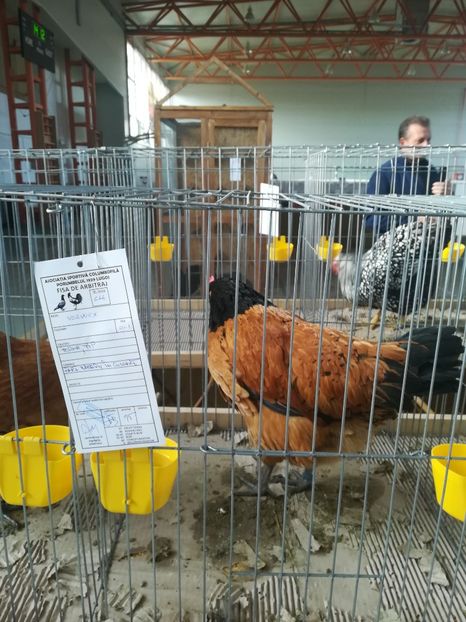  - Expozitie Asociatia Porumbelul 1929 Lugoj noiembrie 2018