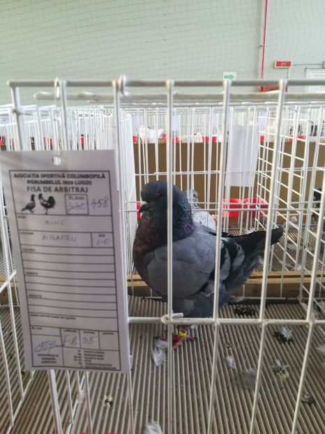  - Expozitie Asociatia Porumbelul 1929 Lugoj noiembrie 2018