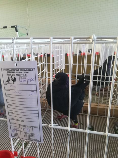  - Expozitie Asociatia Porumbelul 1929 Lugoj noiembrie 2018