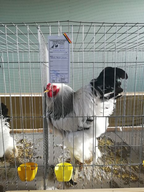  - Expozitie Asociatia Porumbelul 1929 Lugoj noiembrie 2018