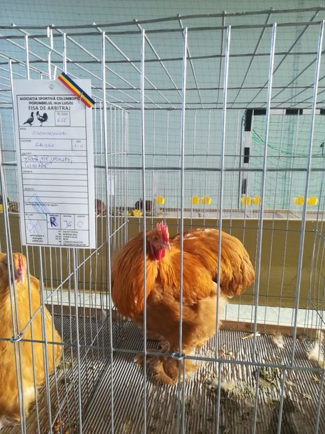  - Expozitie Asociatia Porumbelul 1929 Lugoj noiembrie 2018