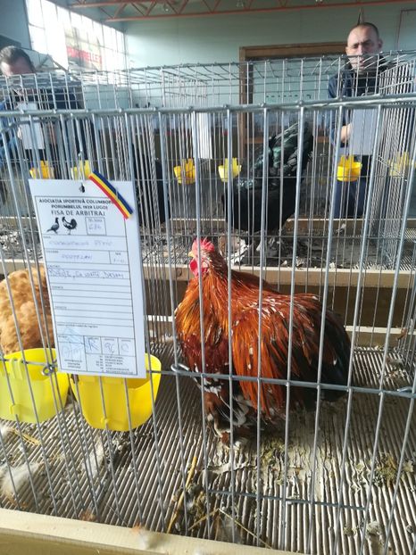  - Expozitie Asociatia Porumbelul 1929 Lugoj noiembrie 2018