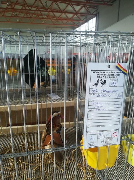  - Expozitie Asociatia Porumbelul 1929 Lugoj noiembrie 2018