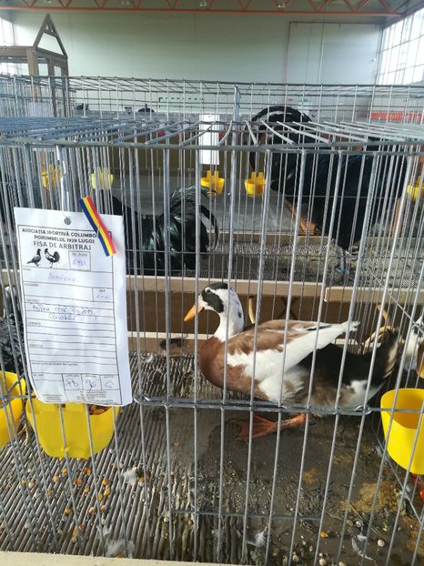  - Expozitie Asociatia Porumbelul 1929 Lugoj noiembrie 2018