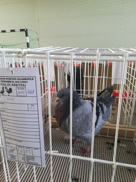  - Expozitie Asociatia Porumbelul 1929 Lugoj noiembrie 2018