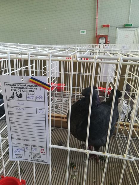  - Expozitie Asociatia Porumbelul 1929 Lugoj noiembrie 2018