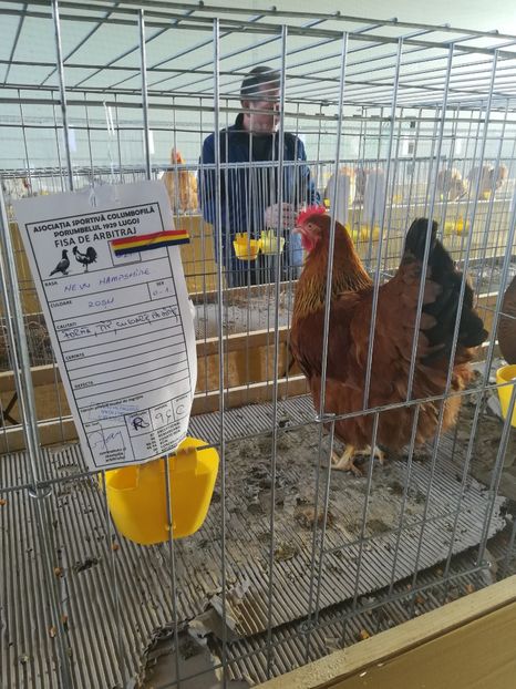  - Expozitie Asociatia Porumbelul 1929 Lugoj noiembrie 2018