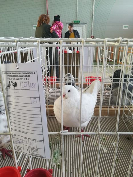  - Expozitie Asociatia Porumbelul 1929 Lugoj noiembrie 2018