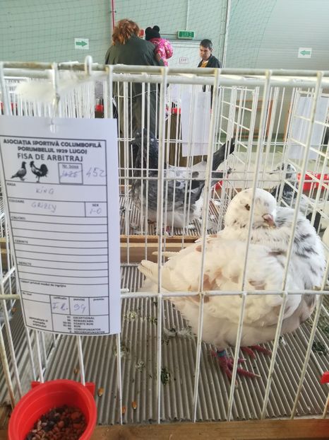  - Expozitie Asociatia Porumbelul 1929 Lugoj noiembrie 2018