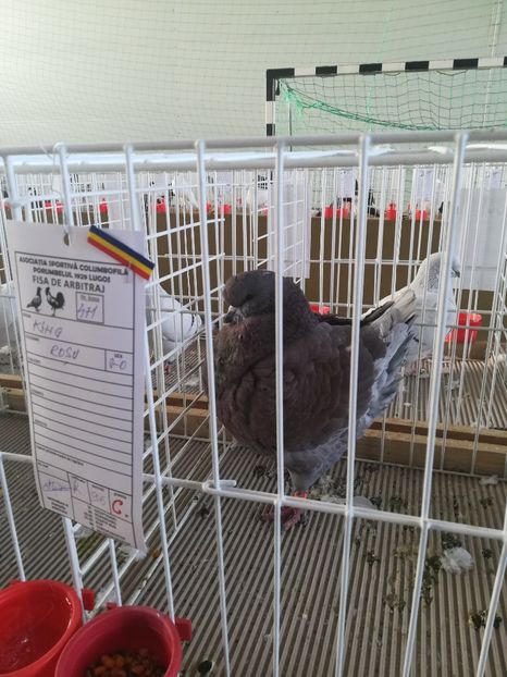  - Expozitie Asociatia Porumbelul 1929 Lugoj noiembrie 2018